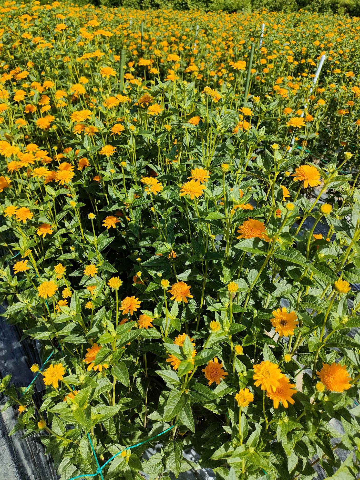 来週くらいからヒメヒマワリの出荷が始まりそうです(*^^*) 長野県 南相木村 住み込み 花農家 | たかはし農場